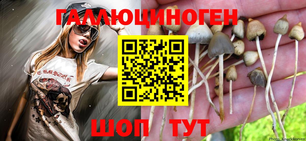 Елизово  Псилоцибиновые грибы GOLDEN TEACHER  Вход с VPN 